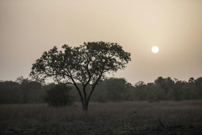 Lever de soleil le 11 janvier 2018 dans le parc de la Pendjari, au Bénin

