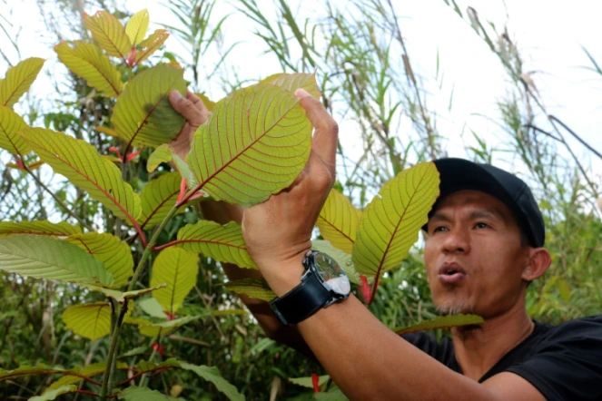 Un cultivateur indonésien de kratom, Gusti Prabu, montre sa production à l'AFP le 25 décembre 2018 à Pontianak