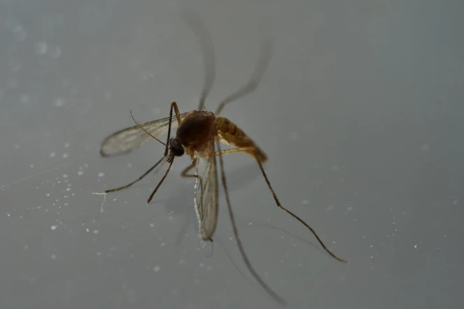 Moustique porteur du virus Zika, le 7 mai 2016 à Mexico