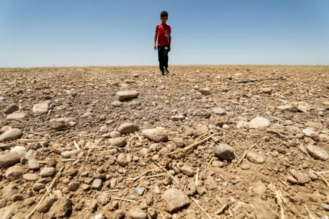Un champ desséché dans la région de Saadiya, au nord de Diyala, en Irak le 24 juin 2021