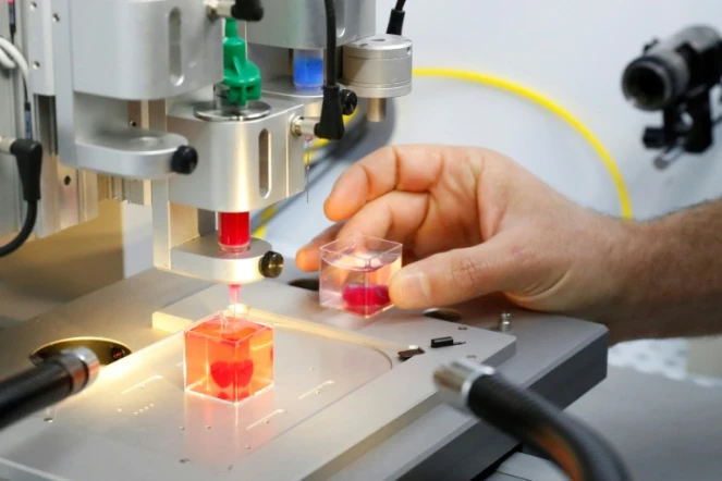 Photo du prototype de coeur humain imprimé en 3D à partir de tissus humains et avec des vaisseaux, présenté lundi 15 avril 2019 à l'Université de Tel-Aviv, en Israël