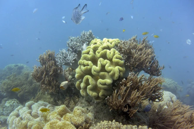 Des coraux sur la Grande barrière de corail, en Australie, en 2014