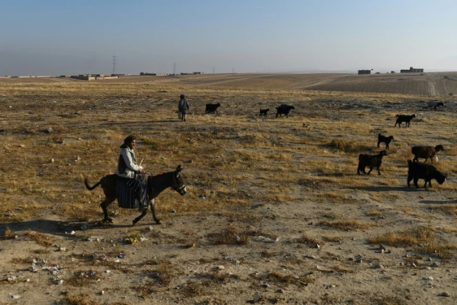 Un berger conduit son troupeau de moutons sur les terres brûlées des environs de Mazar-i-Sharif, le 28 novembre 2019 en Afghanistan