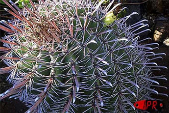 Située sur deux hectares  à Terre-Rouge (Saint-Pierre - Sud), l'Epinacothèque est un jardin insolite consacré aux cactus