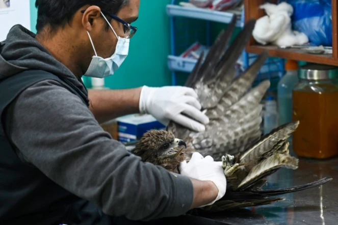 Mohammad Saud, co-fondateur du centre Wildlife Rescue, examine un vautour blessé, le 13 décembre 2021 à New Delhi, en Inde