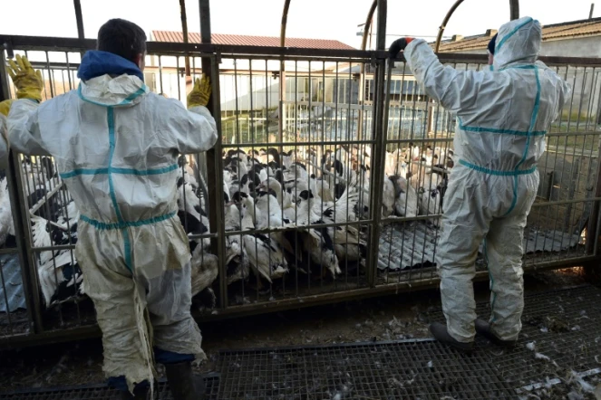 Des employés de  Sébastien Pujos, éleveur de canards  s'apprêtent à abattre un  élevage de canards touchés par la grippe aviaire à Belloc-Saint-Clamens (sud-ouest de la France), le 6 janvier 2017
