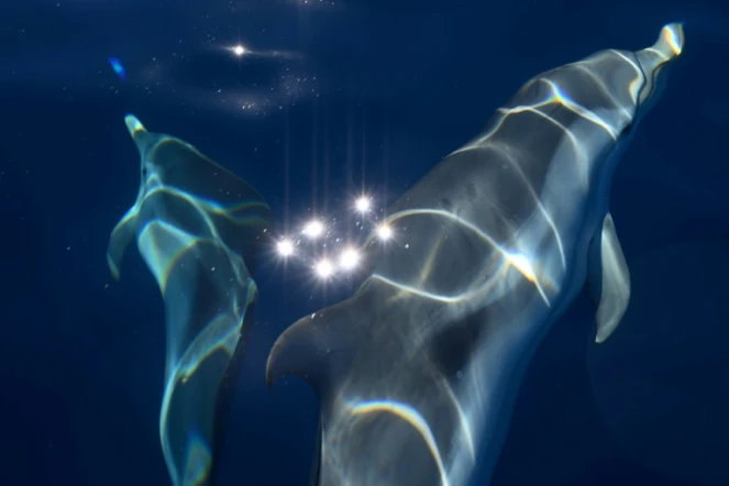 Des dauphins "bleus et blancs" au large de La Ciotat dans les Bouches-du-Rhône le 23 juin 2020