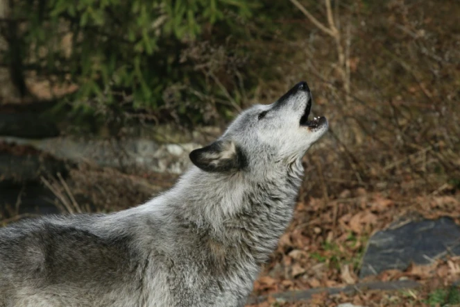 Un loup hurle à South Salem, dans l'Etat de New York, le 6 décembre 2020