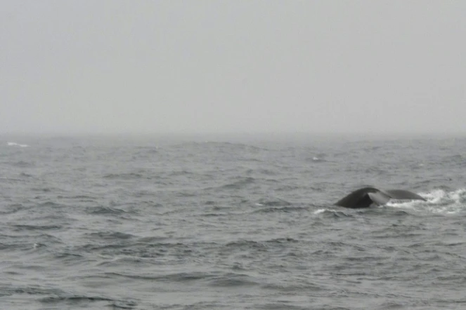 La queue d'une baleine apparaît au large de Husavik, dans le nord de l'Islande, le 28 juin 2011