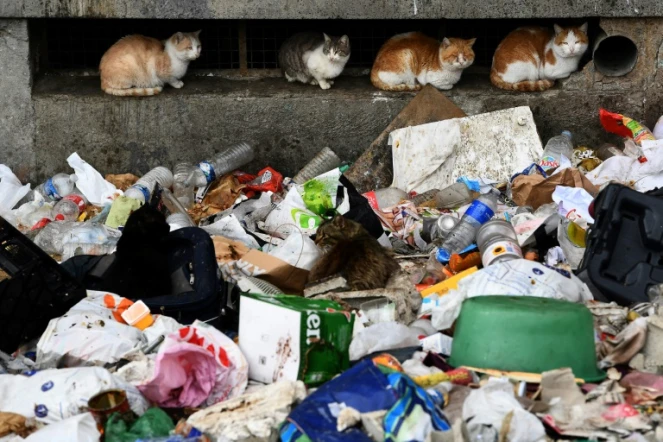 Des déchets amoncelés devant une barre de la cité des Kalliste, dans le nord de Marseille
