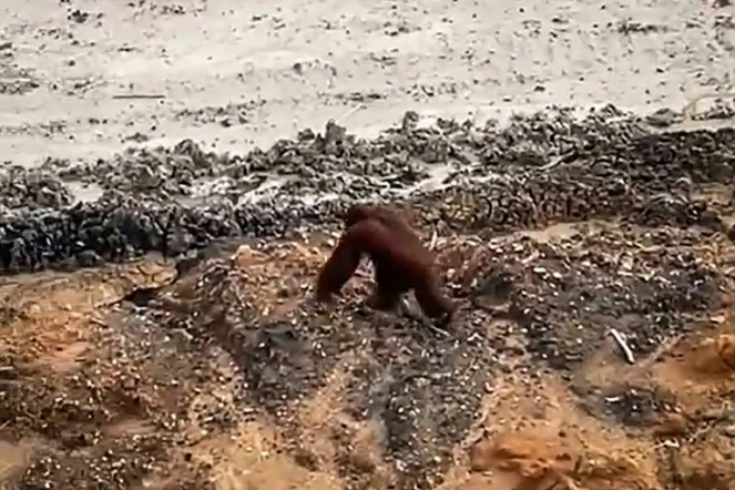 Une capture d'écran d'une vidéo publiée par l'Indonésien Ahmad Baihaqi montre un orang-outan marchant dans une mine de charbon dans le district de Kutai est, province de Kalimantan Est, sur l'île indonésienne de Bornéo le 27 janvier 2025