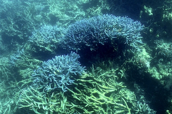 Blanchissement de corail sur la Grande Barrière d'Australie, le 7 mars 2022 