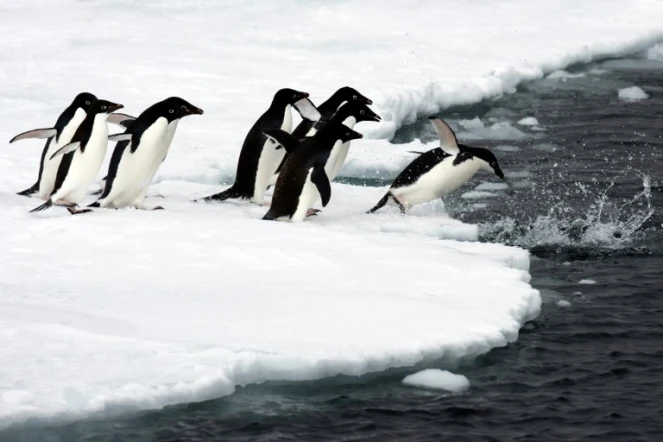 Un groupe de manchots sur la banquise de l'Antarctique, sur une photo fournie par le "Pew Charitable Trust" le 25 avril 2017 