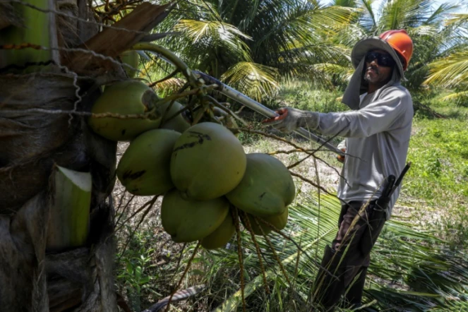 Un ouvrier agricole récolte des noix de coco dans une plantation près de Conde à 200 km au nord de Salvador (Brésil), le 22 mars 2018