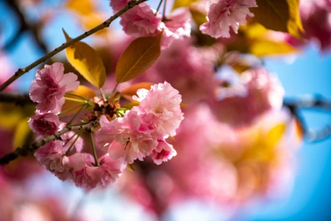 Un cerisier en fleurs de la variété "Sekiyama" dans une ferme horticole à Yuki, au nord-est de Tokyo, le 16 avril 2022