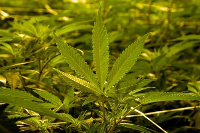 Un rapport parlementaire préconise de sanctionner les usagersde cannabis par une simple amende, permettant ainsi aux forces de l'ordre de concentrer leurs efforts sur la lutte contre les trafics