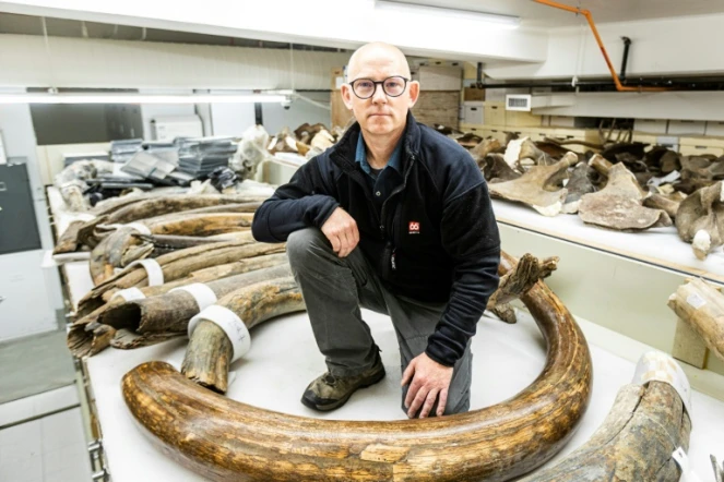 Matthew Wooller, chercheur à la University of Alaska Fairbanks et l'un des auteurs principaux d'une nouvelle étude sur la mobilité d'un mammouth laineux, pose avec une collection de défenses de mammouths