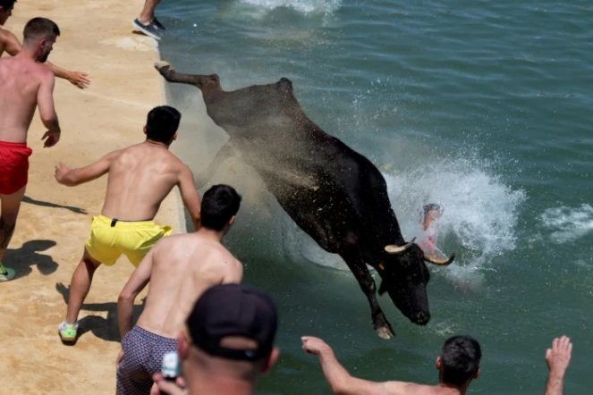 Au cours d'un lâcher de taureaux dans le port de Denia, près d'Alicante, en Espagne le 14 juillet 2022