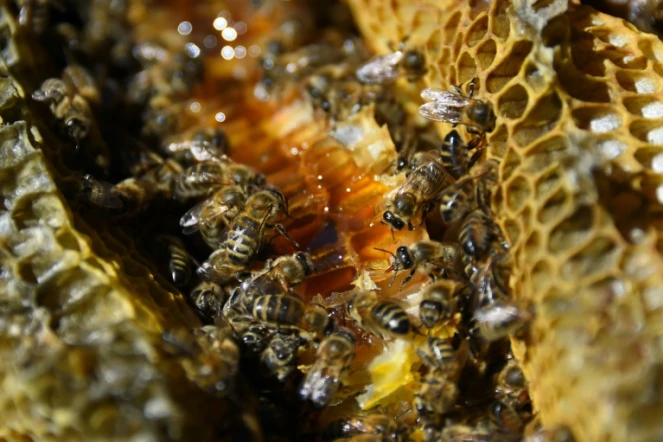 Le parquet de Lyon a ouvert une enquête préliminaire pour "administration de substances nuisibles" après une plainte d'un syndicat d'apiculteurs de l'Aisne contre Bayer