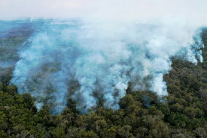 Le rapport annuel du Global Forest Watch a enregistré la destruction en 2020 de 4,2 millions d'hectares de forêts primaires tropicales, cruciales pour la biodiversité de la planète et le stockage du carbone