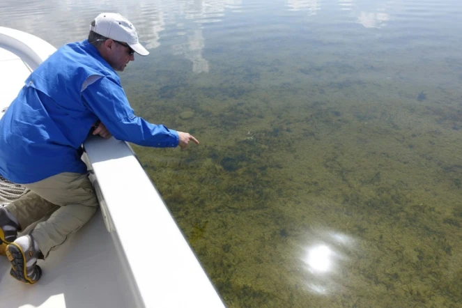 L'écologiste Steve Davis inspecte l'état des eaux de Whipray Basin dans la baie de Floride, aux Etats-Unis, le 13 avril 2016  