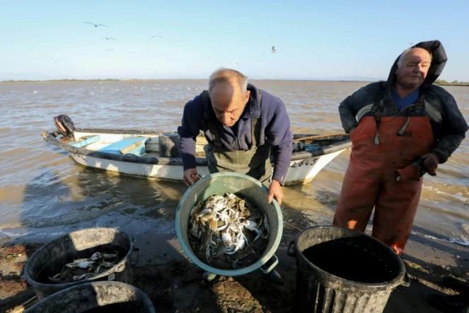 Les pêcheurs d'anguilles Yves Rouge et Jean-Claude Pons déchargent les crabes bleus qu'ils ont récupérés dans leurs filets lors de leur pêche au large de Canet-en-Roussillon, le 18 août 2021