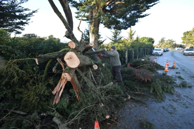 Un arbre déraciné par la tempête à Angoulins près de La Rochelle le 4 février 2017