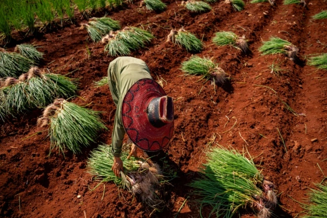Un paysan récolte des oignons à Alquizar, dans la province d'Artemisa, Cuba, le 29 septembre 2023