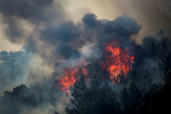 Des eucalyptus et des pins en feu le 8 août 2018 dans l'incendie de forêt près de Monchique dans la région de l'Algarve, sud du Portugal
