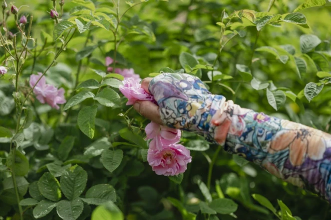 Récolte de roses centifolia dans les jardins du Domaine de la Rose, propriété de Lancôme, le 26 mai 2025 à Grasse, dans le sud de la France