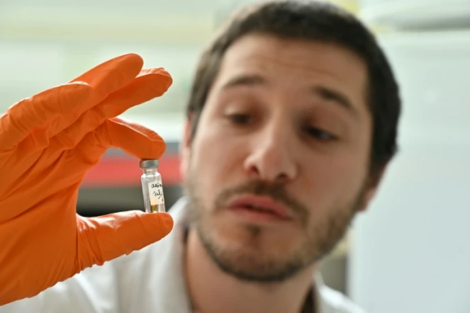 Maxime Haure, ingénieur en biotechnologie, montre un échantillon de marc de fruit, à l'université Agrosup à Dijon le 10 juin 2020