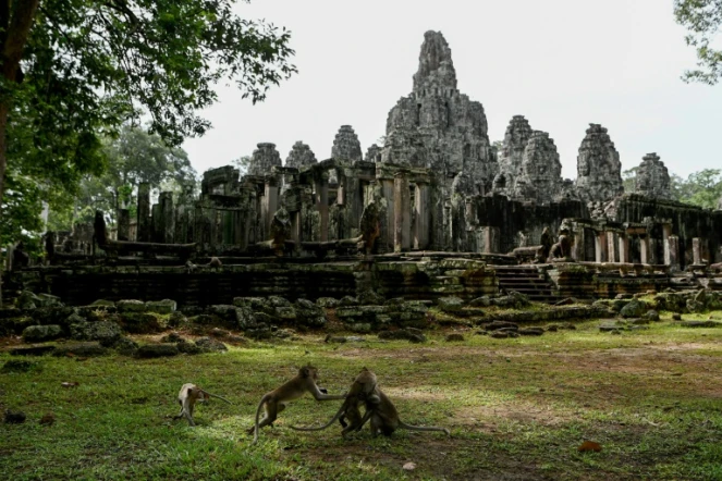 Des singes jouent à proximité des temples  d'Angkor Wat, le 7 juillet 2022 à Siem Reap, au Cambodge