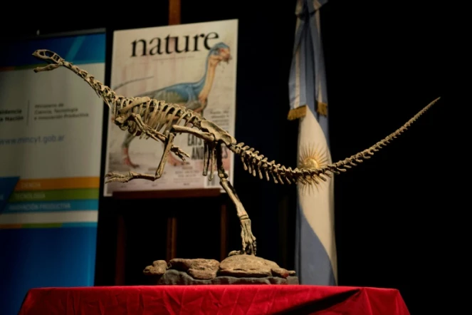 Réplique d'un squelette de Chilesaurus, un herbivore à l'allure de carnivore, au musée Bernardino Rivadavia à Buenos Aires, en Argentine, le 23 juin 2015