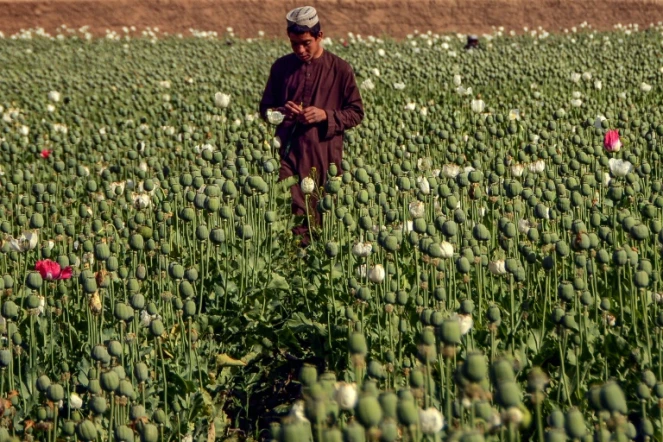 Une plantation de pavot au district de Zhari à Kandahar, en Afghanistan, le 28 mars 2022