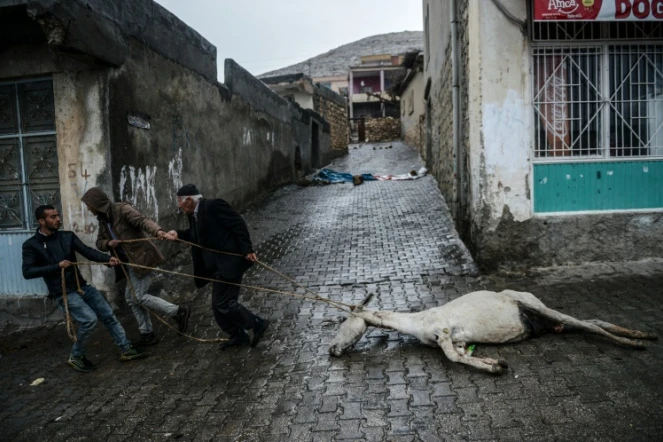 Des hommes traînent le cadavre d'un âne retrouvé dans une maison à Dargecit, dans le sud-est de la Turquie, le 30 décembre 2015
