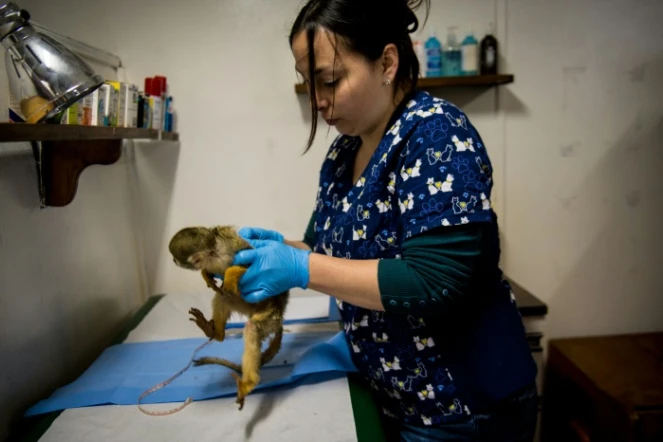 Un singe soigné par  Nicole Rivera Helbig, la vétérinaire responsable du centrede désintoxication pour primates, le 6 octobre 2015 à Peñaflor