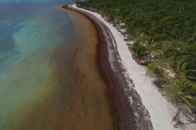 Des algues sargasses sur la plage du Gosier, le 23 avril 2018 en Guadeloupe