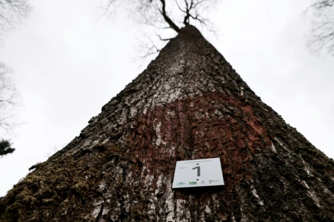 Le chêne n°1 sélectionné pour la reconstruction de la flèche de Notre-Dame détruite dans un incendie en avril 2019, le 5 mars 2021 dans la forêt de Bercé, à Jupilles, dans la Sarthe