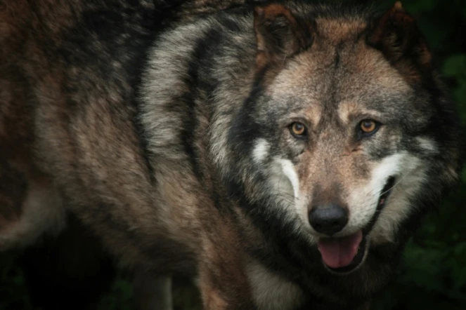 (ARCHIVES) - Photo prise le 15 octobre 2005 dans le Parc de Courzieu (France) d'un loup évoluant en captivité