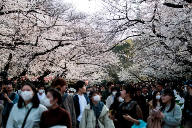 Des Japonais se promènent dans les jardins de Tokyo pour admirer les cerisiers en fleurs, le 22 mars 2020