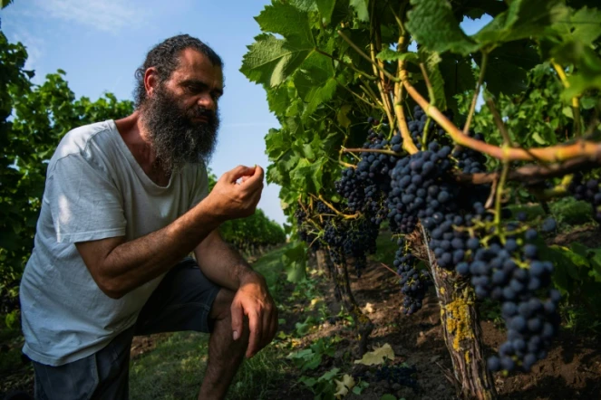 Murre Sofrakis s'est lancé dans le vin nordique en 2001, dans le sud de la Suède". Ici dans ses vignes le 28 août 2019