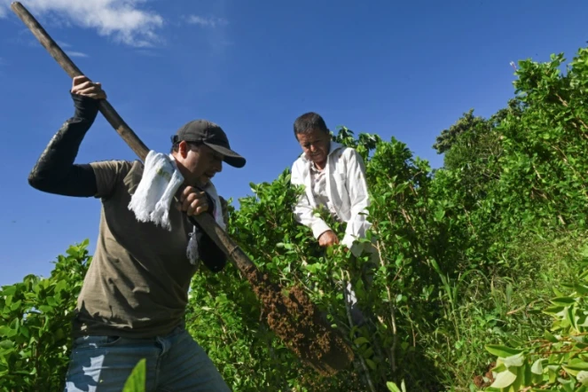 Nicolas et Alirio Caicedo arrachent des plants de coca dans le cadre du plan d'arrachage lancé par le gouvernement, à Argelia, dans le département du Cauca, en Colombie, le 6 mai 2025