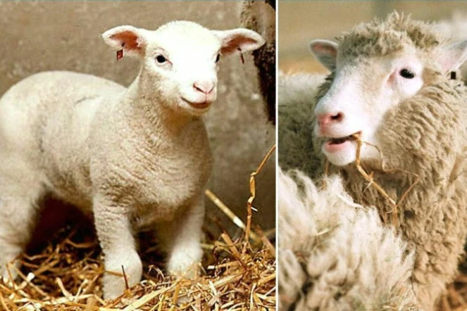 Montage de deux photos : à droite, la brebis DOLLY née d'un clonage en février 1997 et à gauche, la brebis POLLY, née également d'un clonage en juillet de la même année à l'Institut Roslin d'Edimbourg