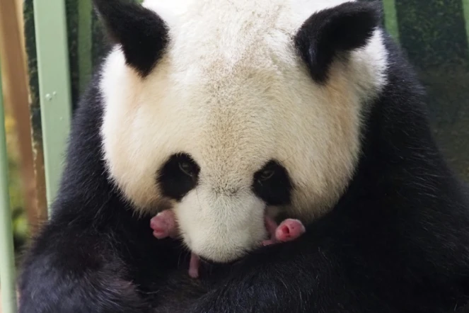 Le panda géant Huan Huan et ses deux jumeaux, le 1er août 2021 au zoo de Beauval, dans le centre de la France