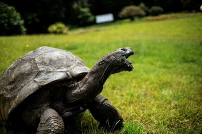 Jonathan la tortue, au moins 185 ans, le 20 octobre 2017 sur l'île de Sainte-Hélène, dans 