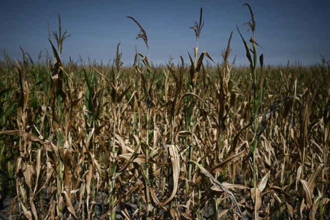 Des cultures de maïs menacées par la sècheresse près d'Hostens, en Gironde, dans le sud-ouest de la France, le 1er août 2022 