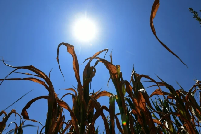 Juillet a été le mois le plus chaud de l'histoire moderne, établissant un record depuis le début des relevés de températures il y a 137 ans, selon les scientifiques du gouvernement américain