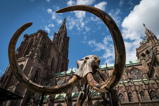 Un squelette de mammouth vieux de 12.000 ans installé devant la cathédrale de Strasbourg à l'initiative de l'artiste français Jacques Rival, le 30 avril 2018