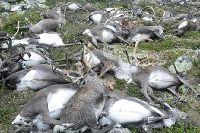 Des rennes tués par la foudre sur le mont Hardangervidda dans le sud de la Norvège, le 27 août 2016