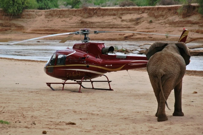Un éléphant s'approche d'un hélicoptère dans la réserve de Samburu, au Kenya, le 15 septembre 2015